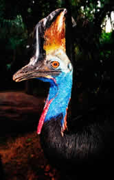 Southern cassowary <i>(Casuarius casuarius)</i>. New Guinea and Australia  / &copy;: WWF-Canon / Martin HARVEY