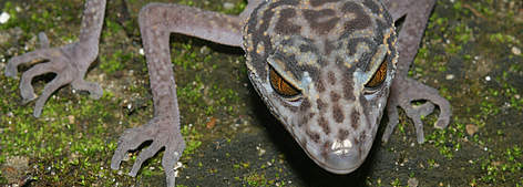 Cat Ba leopard gecko (Goniurosaurus catbaensis) found exclusively in Cat Ba Island National Park in ... / ©: Thomas Ziegler / WWF Greater Mekong rel=