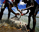 Tikina Wai villagers catching fish just outside the Marine Protected Area (MPA) area in Tikina Wai, Fiji. The MPAs are a WWF Project that started in the year 2000 together with mangrove protection. The catch is a spill over from MPA sites. The fisherman use a traditional form of fishing gear - spear and nets. Trevally and emperor fish make up the majority of the catch. Before the MPA's were set up the villagers didn't have enough fish so they had to buy meat from outside. Now, the villagers find more fish in the same area, within 2 hours they can catch eight baskets and don't  have to buy other meat. The fish from the MPAs, sold to generate income, is enough to make a living and meet obligations to Vanua, Church and family.