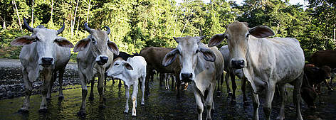 Cattle ranching accounts for 80% of current deforestation throughout the Amazon. / ©: Brent Stirton / Getty Images / WWF rel=