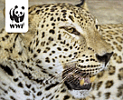 Caucasian Leopard