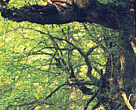 Babakhan sat half way up a tree.