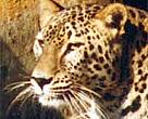 Caucasus leopard (<I>Panthera pardus ciscaucasica</I>.