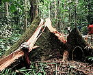 Illegal logging of Cedrela odorata in Peru.