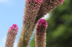 Celosia Cristata
