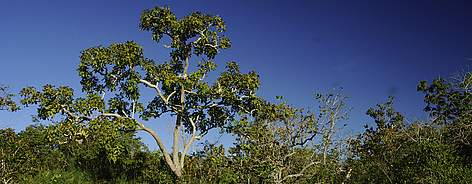 Cerrado savanna, Brazil. / ©: Zig KOCH / WWF rel=