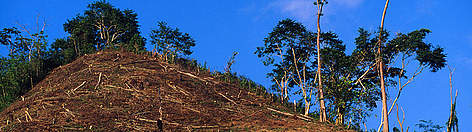  / &copy;: WWF-Canon / Nigel DICKINSON