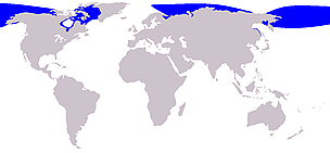 Beluga whale range / ©: Wikipedia Beluga whale range / ©: Wikipedia