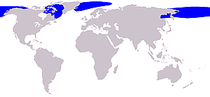Bowhead whale range / ©: Wikipedia Bowhead whale range / ©: Wikipedia