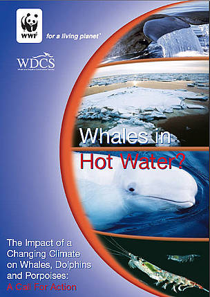 Disturbed, hungry and lost – climate change impacts on whales