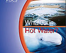 Disturbed, hungry and lost – climate change impacts on whales