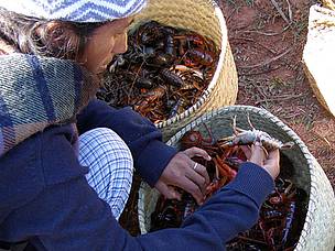 Crayfish collector / ©: WWF / Marjolein Kamermans / ©: WWF / Marjolein Kamermans