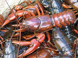 Large specimen of crayfish / ©: WWF / Marjolein Kamermans / ©: WWF / Marjolein Kamermans