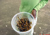 Delicacy! Fried snails sell well on the streets of the area. / ©: WWF-Canon / WWF-CARPO / Peter Ngea Delicacy! Fried snails sell well on the streets of the area. / ©: WWF-Canon / WWF-CARPO / Peter Ngea