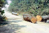 Reckless timber exploitation. / ©: WWF-Canon / WWF-CARPO / Peter Ngea Reckless timber exploitation. / ©: WWF-Canon / WWF-CARPO / Peter Ngea