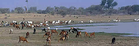 National Park "Protected" wetland in Chad Basin National Park. / ©: WWF-Canon / Meg GAWLER National Park "Protected" wetland in Chad Basin National Park. rel=