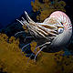 The Chambered Nautilus (Nautilus pompilius) skitters into deep water at Osprey Reef in Australia’s Coral Sea during the filming of the IMAX® 3D film Under the Sea 3D. © 2008 Michele Hall used with permission by Warner Bros. Entertainment Inc.