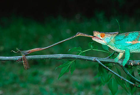 Parson's chameleon (Chamaeleo parsonii), Madagascar; Male using sticky tongue to catch insects.
/ ©: Martin Harvey / WWF-Canon rel=
