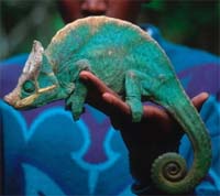 Endemic to the central eastern forests of Madagascar, Parson's chameleons have seen their numbers ... / ©: WWF-Canon / Martin Harvey / ©: WWF-Canon / Martin Harvey