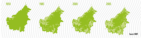 Changes in forest cover on Borneo / ©: WWF rel=