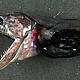 The black swallower (Chiasmodon niger) is a deep sea fish that has the ability to extend its stomach 3 times its size so that it can swallow fish that are bigger than itself. © MAR-ECO/ Richard Young