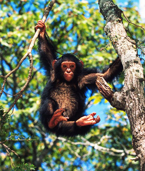 Chimpanzee (Pan troglodytes), Chimfunshi Chimpanzee Orphanage, Zambia. / ©: Martin Harvey / WWF-Canon / ©: Martin Harvey / WWF-Canon
