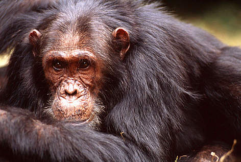 Eastern chimpanzee (Pan troglodytes schweinfurthi), Gombé Stream National Park, Tanzania. / ©: Michel Gunther / WWF-Canon rel=