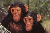 Pan troglodytes Young Chimpanzees resting. / ©: WWF-Canon / Martin HARVEY / ©: WWF-Canon / Martin HARVEY