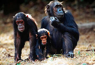 The future viability of endangered species like chimpanzees depends on the effective conservation ... / ©: WWF-Canon / Michel Gunther / ©: WWF-Canon / Michel Gunther