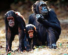 Chimpanzees are among the important species inhabiting the Guinean Moist Forests of Ghana.