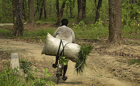 Local resident carrying grass harvested from tiger habitat, Terai Arc, Nepal. / ©: Tshewang R. Wangchuk / WWF-Canon rel=