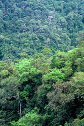 Anchicayá river, Buenaventura, Chocó Biogeographic. The Chocó Biogeographic rainforest is ... / ©: WWF-Canon / Diego M. GARCES The Chocó Biogeographic rainforest is considered one of the richest places in biodiversity. / ©: WWF-Canon / Diego M. GARCES