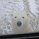 An inquisitive polar bear peers through the window of the Tundra Buggy, a vehicle being used by polar bear experts from WWF and Polar Bears International to observe the animals in the wild. © WWF / Geoff York