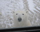 An inquisitive polar bear peers through the window of the Tundra Buggy, a vehicle being used by polar bear experts from WWF and Polar Bears International to observe the animals in the wild.
