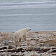 A polar bear on the tundra near Churchill, Manitoba, Canada © Geoff YORK / WWF International From the Tundra Buggy® Lodge and made possible by Polar Bears International