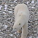 A polar bear wanders close to the Tundra Buggy stationed near Churchill, Manitoba, on the Hudson Bay in Canada © Geoff YORK / WWF International From the Tundra Buggy® Lodge and made possible by Polar Bears International