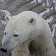 A curious polar bear gets up close to the Tundra Buggy and the people working inside. © Geoff YORK / WWF International From the Tundra Buggy® Lodge and made possible by Polar Bears International