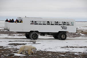 This photo shows how close the scientists were able to get to the polar bears while working on the Tundra Buggy project near Churchill, Manitoba on the Hudson Bay in Canada.