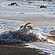 A polar bear frolics near Churchill, Manitoba, on the Hudson Bay in Canada. © Geoff YORK / WWF International From the Tundra Buggy® Lodge and made possible by Polar Bears International