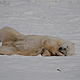 A polar bear rolls in the snow near Churchill, Manitoba on the Hudson Bay, Canada © Geoff YORK / WWF International From the Tundra Buggy® Lodge and made possible by Polar Bears International