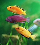 Cichlids (Cichlidae), Lake Malawi, Malawi. / ©: WWF-Canon / Helena TELKÄNRANTA / ©: WWF-Canon / Helena TELKÄNRANTA