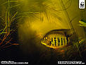  / &copy;: Michel Roggo / WWF-Canon