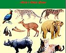 CITES Implementation in Nepal
