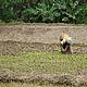 Woman working in a rice field, Ambodihasina, August 2006 © WWF / Claire Balbo