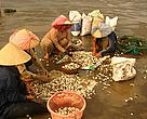 The Ben Tre clam fishery in Vietnam has received Marine Stewardship Council (MSC) certification.