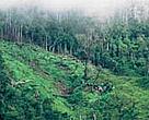 Forest slopes cleared as expanding population look for new farm land, Madagascar.