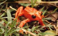 Climate change is affecting home range, abundance and breeding cycles of many of Australia’s frog ...