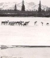 Caribou in the Koyukuk River Valley near Huslia, Alaska in May 1949 . / ©: . / ©: .