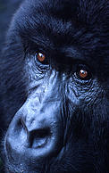  / &copy;: © Martin HARVEY / WWF-Canon
