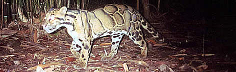 Clouded leopard captured by a photo-trap / ©: WWF-Canon Clouded leopard captured by a photo-trap rel=